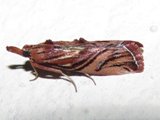 Trachypteryx magella